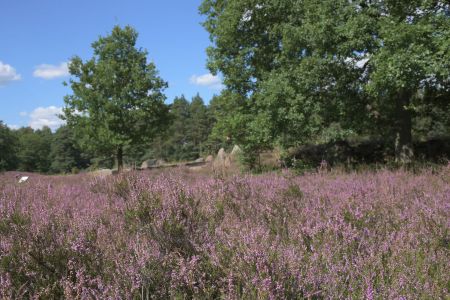 Lüneburger Heide