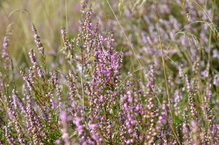 Lüneburger Heide